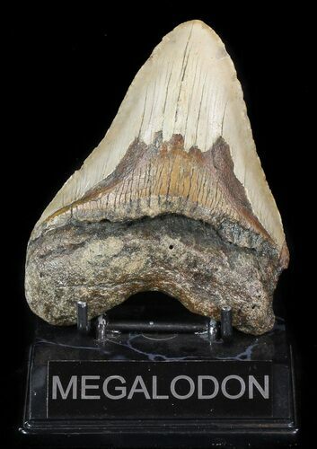 Large, Megalodon Tooth - North Carolina #47201
